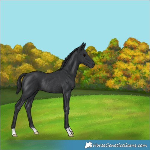 Horse Color:Black Rabicano 