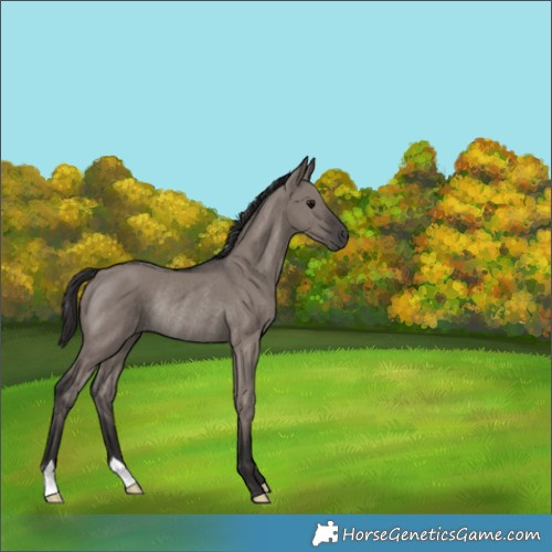 Horse Color:Smoky Grullo Rabicano 
