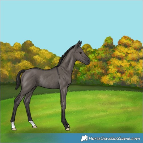 Horse Color:Smoky Grullo Rabicano 