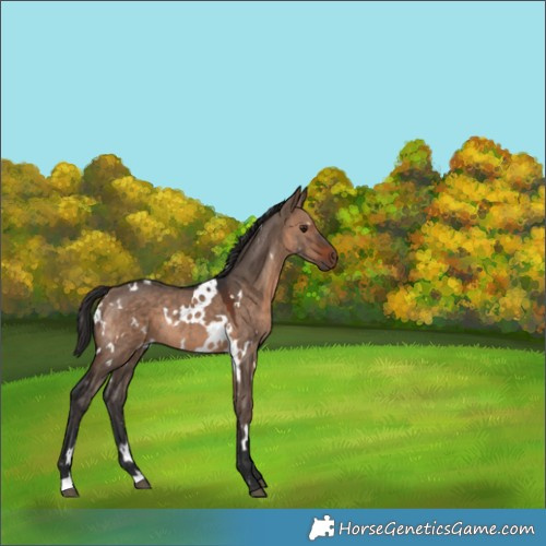 Horse Color:White Spotted Brown Dun Rabicano 