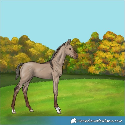 Horse Color:Liver Red Dun 