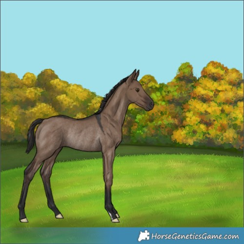 Horse Color:Liver Red Dun Rabicano 