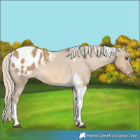 Horse Color:Chocolate Palomino Dun Tobiano Appaloosa 