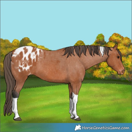 Horse Color:Bay Tobiano Appaloosa 