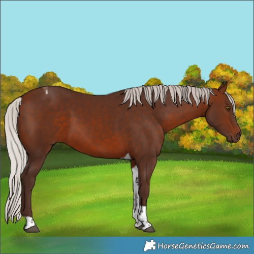 Horse Color:Silver Brown Tobiano 
