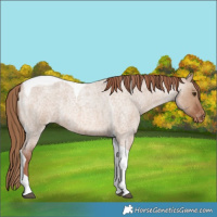 Horse Color:Red Dun Roan Tobiano Appaloosa Rabicano 