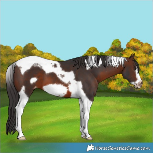 Horse Color:Brown Tobiano Frame Appaloosa 