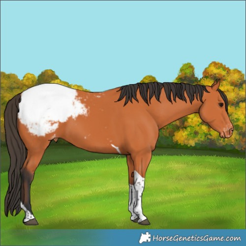 Horse Color:Bay Tobiano Appaloosa 