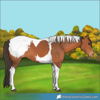 Horse Color:Bay Tobiano Appaloosa 