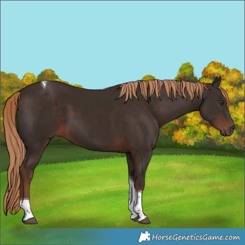 Horse Color:Liver Chestnut Tobiano 