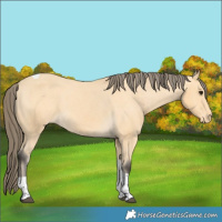 Horse Color:Buckskin Tobiano Varnish 