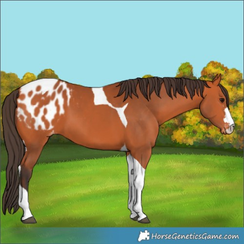 Horse Color:Bay Tobiano Appaloosa 