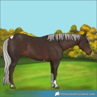 Horse Color:Silver Brown Tobiano 