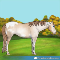 Horse Color:Gray Gold Champagne Dun Tobiano Frame Appaloosa Rabicano 