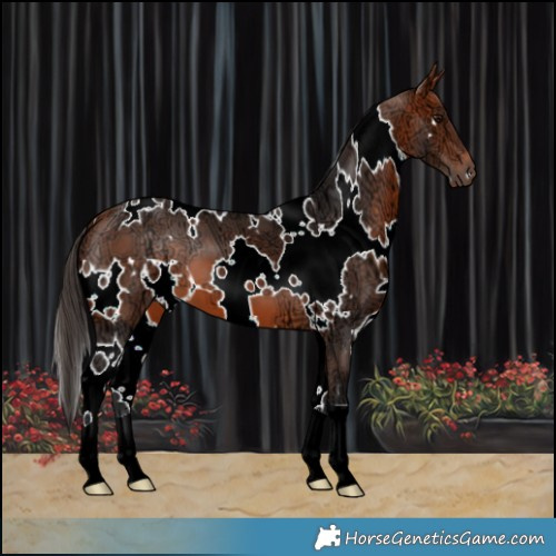 Horse Color:White Spotted Bay Ice 