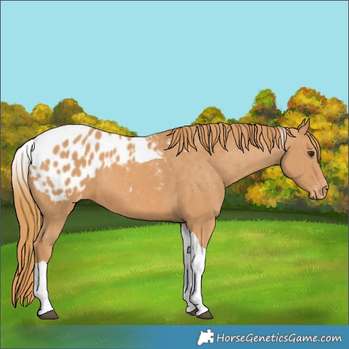 Horse Color:Chestnut Tobiano Appaloosa 