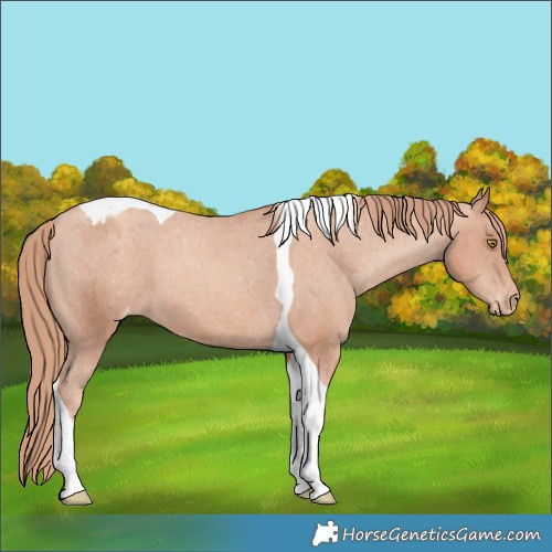 Horse Color:Gold Champagne Tobiano Appaloosa 