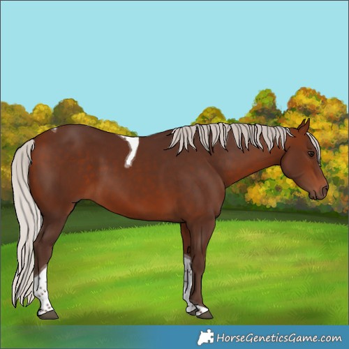 Horse Color:Silver Bay Tobiano 