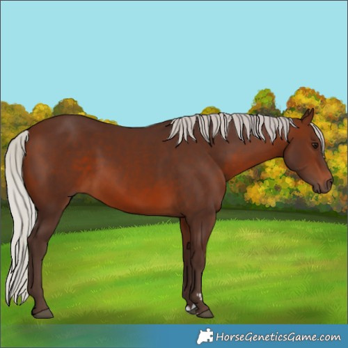Horse Color:Silver Brown 