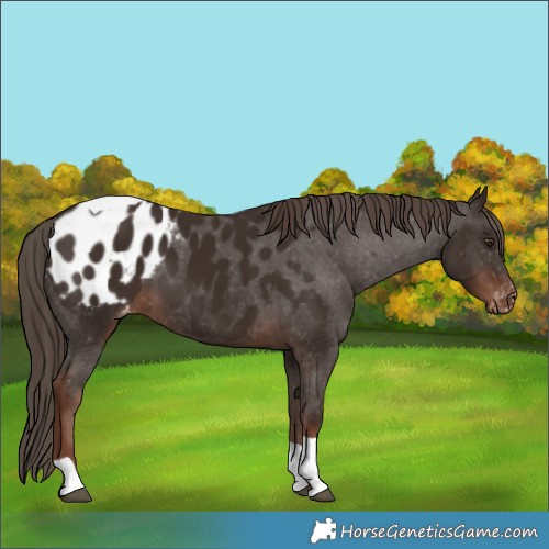 Horse Color:Liver Chestnut Tobiano Appaloosa 