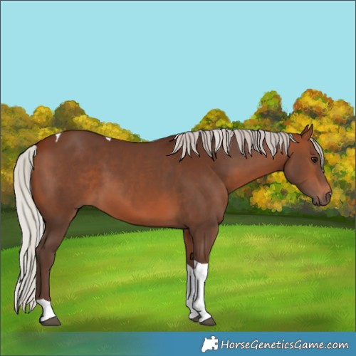 Horse Color:Silver Bay Tobiano 