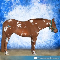 Horse Color:White Spotted Chestnut Rabicano 