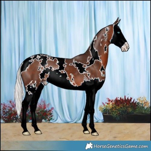 Horse Color:White Spotted Silver Brown Sabino Splash 