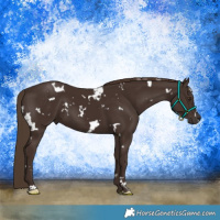 Horse Color:White Spotted Liver Chestnut 
