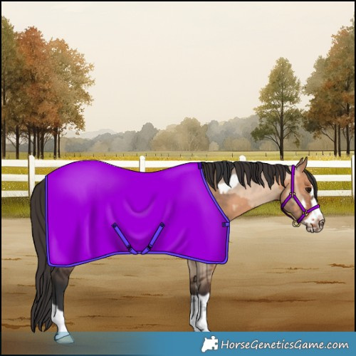 Horse Color:Brown Dun Frame and Bay Dun Frame