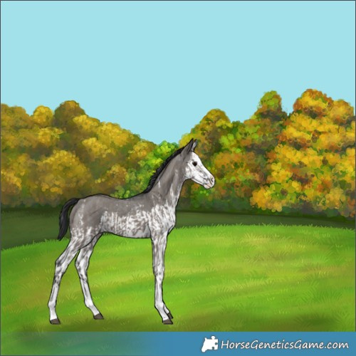 Horse Color:Grullo Sabino Splash  and Grullo Sabino Splash 