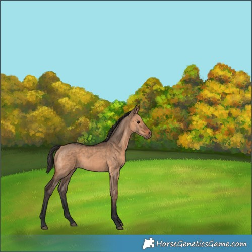 Horse Color:Bay Dun  and Bay Dun 