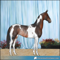 Horse Color:Brown Tobiano Rabicano