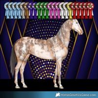 Horse Color:Brown Sabino Splash Appaloosa 