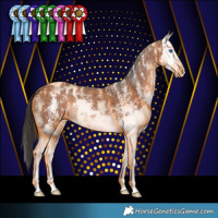 Horse Color:Brown Sabino Splash Appaloosa