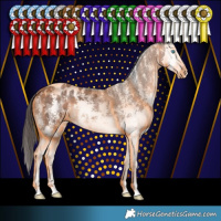 Horse Color:Brown Sabino Splash Appaloosa 