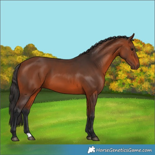 Horse Color:Bay 