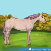Horse Color:Watercolor Brown Dun Rabicano