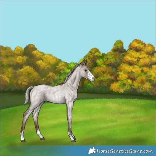 Horse Color:Silver Blue Roan Sabino 