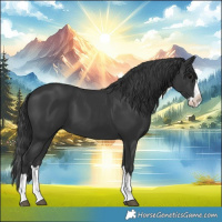 Horse Color:Black Splash