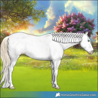 Horse Color:Gold Champagne Sabino