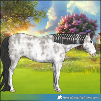 Horse Color:Grullo Ice Sabino 
