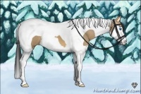 Horse Color:Buckskin Dun Splash Tobiano