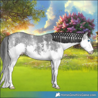 Horse Color:Black Ice Sabino Splash 