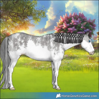 Horse Color:Black Ice Sabino Splash 