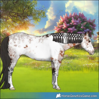 Horse Color:Brown Ice Frame 