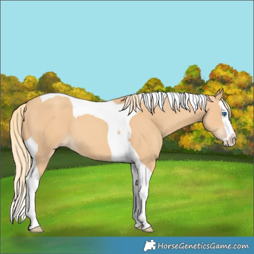 Horse Color:Gold Champagne Splash Tobiano 
