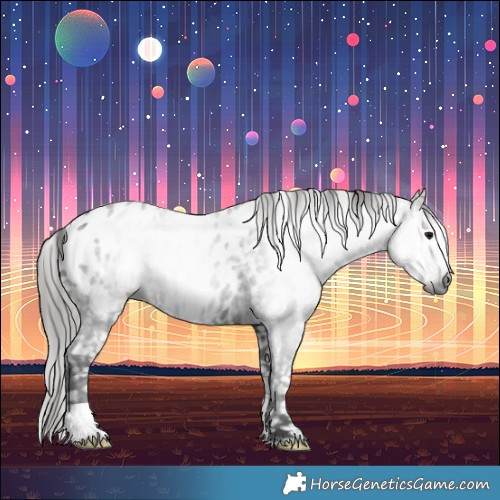 Horse Color:Gray Black Appaloosa 