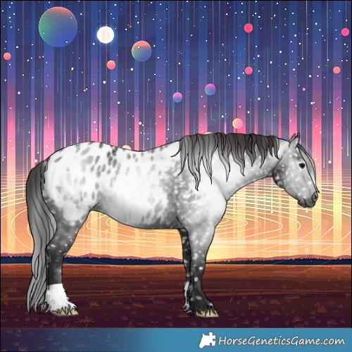 Horse Color:Gray Black Appaloosa 