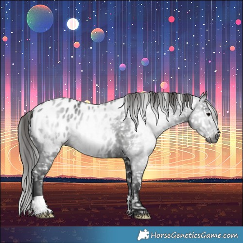 Horse Color:Gray Black Appaloosa 