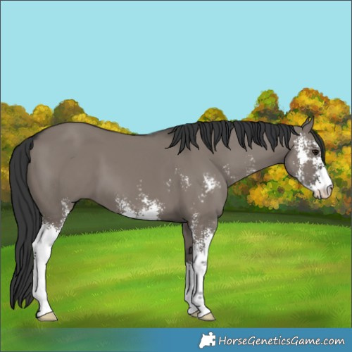 Horse Color:Grullo Sabino 